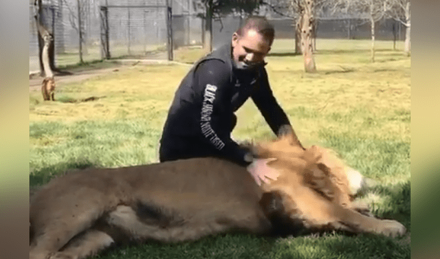 Facebook viral: cuidador de felinos ingresa a recinto de león para  acariciarlo y sucede lo impensado | Viral | Video | Depredador | México |  Black Jaguar White Tiger | Mx | Eduardo Serio | Tendencias | La República