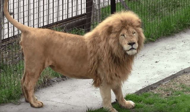 YouTube viral: Turista que fotografiaba a manada de leones en zoológico  recibe la peor venganza de depredador enfurecido | Video | Viral | Yt |  Yotube | Mexico | Mx | Redes Sociales | Tendencias | La República