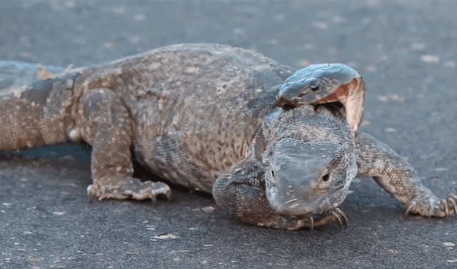 YouTube viral: graban a feroz cobra intentando matar a dragón de komodo de  la forma más terrorífica | Video | Viral | YT | Animales | México .  | Redes sociales | Tendencias | La República