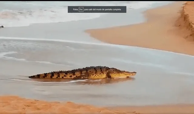 México: cocodrilo lastimado aparece en playas de Sinaloa | VIDEO | Caimán  en Mazatlán | CDMX | MX | nchs | Mundo | La República