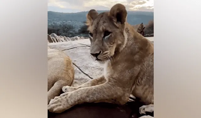 Facebook viral: hombre ingresa a campo de leonas y una de estas lo asusta  abriendo sus mandíbulas | Video viral | África | Dean Schneider | Mx |  Tendencias | La República