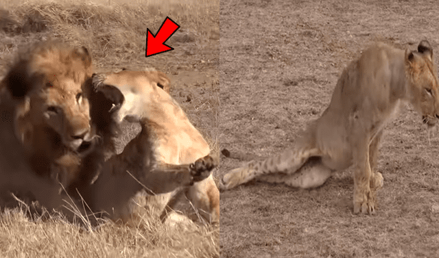 YouTube viral: León 'macho alfa' destruye columna de aprendiz que intentó  quitarse su presa | Video viral | Animales | Depredador | Mx | Australia |  África | Tendencias | La República