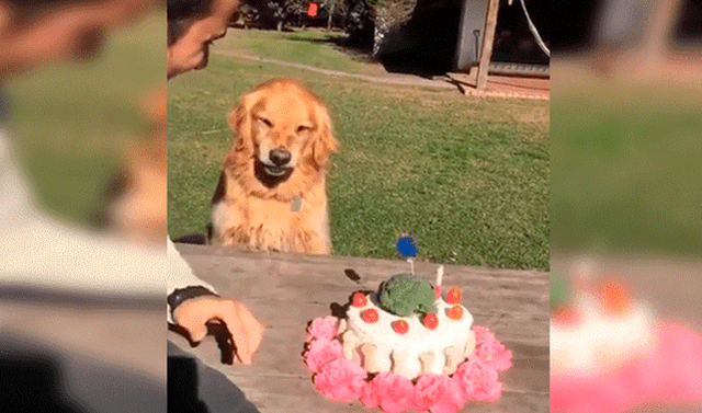 YouTube viral: hombre intenta quitarle la torta a su perro 'cumpleañero' y  este enfurece | Viral | Firulais | Lomitos | Redes Sociales | Animales |  Video Viral | Tendencias | La República