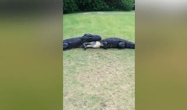 YouTube viral: capta brutal pelea entre hambrientos cocodrilos y terrible  final sorprende en redes | Video | Fotos | YT | reptiles | National  Geographic | animales | depredador | EEUU | USA | Tendencias | La República