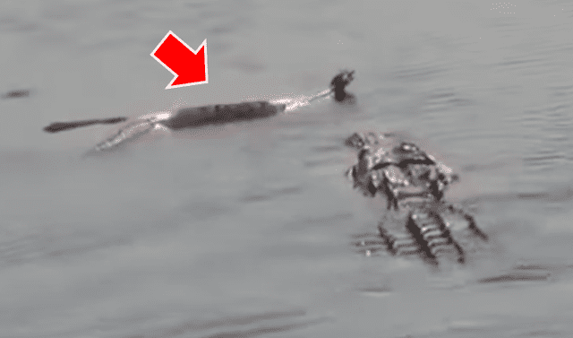 YouTube viral: enorme anaconda cruza río de hambriento cocodrilo, sin  imaginar que sería atacada a muerte | Video | Viral | Animales | YT | Redes  sociales | México . | Amazonas | Tendencias | La República