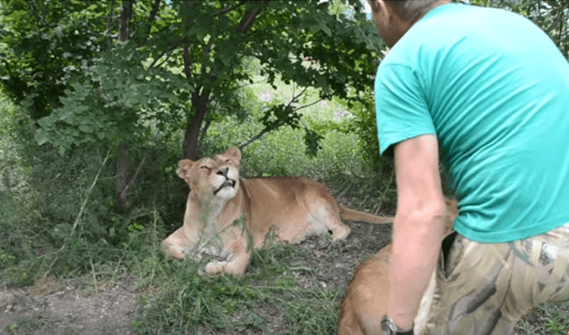 YouTube viral: mujer ingresa a recinto de leones para tomarse una foto y  felino tiene inesperada reacción | Video | Redes Sociales | Rusia | Oleg  Zubkov | Tendencias | La República