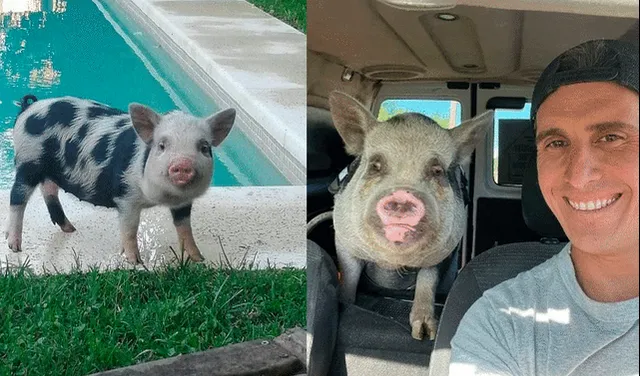 Viral | Fingió adoptar una mini pig para luego matarla y comerla con  amigos: fue denunciado penalmente | Facundo Medina | maltrato animal |  Argentina | Argentina | La República