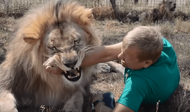 YouTube viral: Domador de leones reta a feroz felino a morder su brazo, sin  imaginar lo que le pasaría | Viral | Video | Yotube | Rusia | Depredador |  México | Oleg Zubkov | Tendencias | La República