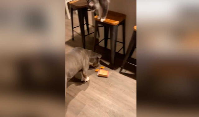 Tiktok Viral Gato Aprovecha Descuido Y ‘roba La Comida De Su Dueña