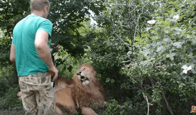 YouTube viral: mujer ingresa a recinto de leones para tomarse una foto y  felino tiene inesperada reacción | Video | Redes Sociales | Rusia | Oleg  Zubkov | Tendencias | La República