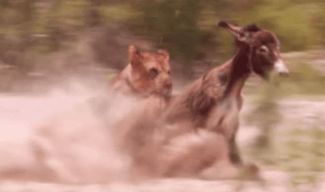 YouTube viral: Voraces leones se cercan a manada de burros y el final es  realmente trágico | video | viral | redes sociales | México | EEUU |  Estados Unidos | animales | Tendencias | La República