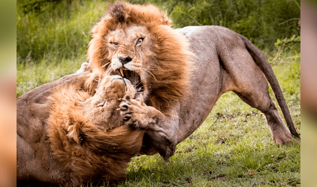 Facebook viral: leones pelean a muerte por una hembra y sucede lo  inesperado | video | viral | México | redes sociales | batalla | Tendencias  | La República