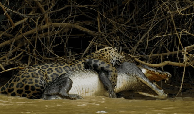 YouTube viral: Jaguar se pelea con gigantesco cocodrilo en lago y desenlace  es trágico | Video | Viral | Depredador | YT | Reptiles | África |  Tendencias | La República