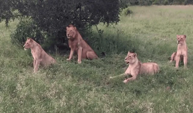 Facebook viral: Jabalí tuvo la 'osadía' de despertar a cuatro leones y el  desenlace sorprende en redes sociales | VIDEO | face | fb | animales |  viral | mx | rddr | Tendencias | La República