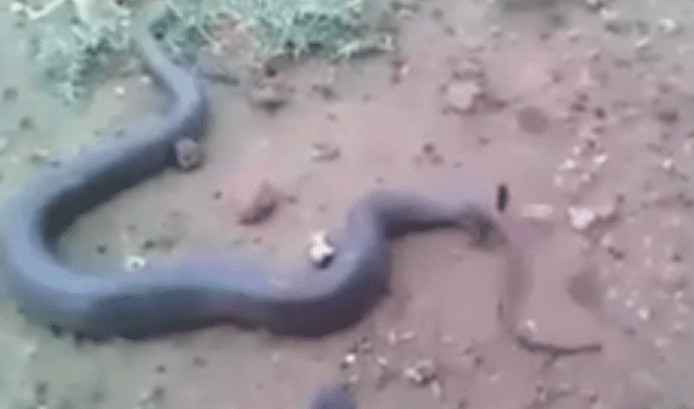 Facebook viral: Chico encuentra enorme serpiente, se acerca y descubre que  estaba pariendo a sus crías | Viral | Video | Face | Fb | Depredador |  Tailandia | México | Mx | Tendencias | La República