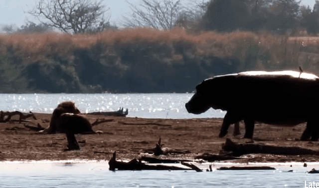 YouTube viral: Feroces leones atacan a un macho herido, pero un elefante  llega a su rescate | video | animales | África | felinos | Tendencias | La  República