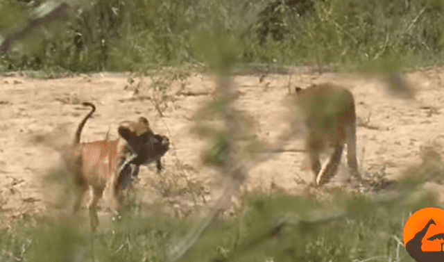 YouTube viral: Feroz búfalo hace volar por los aires a hambriento león para  rescatar a lagartija de ser devorada | Video | Viral | Redes sociales |  México | Estados Unidos | Animales | Tendencias | La República