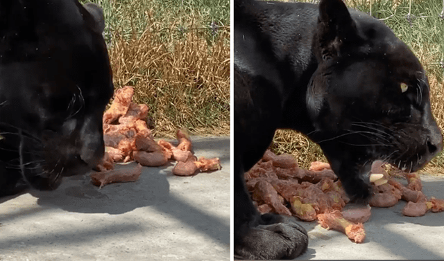 Facebook viral: cuidador de felinos graba momento en que pantera devora su presa y esta tiene inesperada reacción | Video | México | Black Jaguar White Tiger | Tendencias | La República Facebook viral: cuidador de felinos graba momento en que pantera devora su presa y esta tiene inesperada reacción | Video | México | Black Jaguar White Tiger | Tendencias | La República