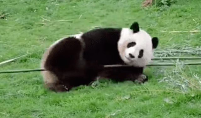 Facebook viral: graban a oso panda haciendo extraños movimientos y lo  comparan con 'Kung Fu Panda' | Face | Fb | Animales | Po | China | Redes  Sociales | Video viral | Tendencias | La República