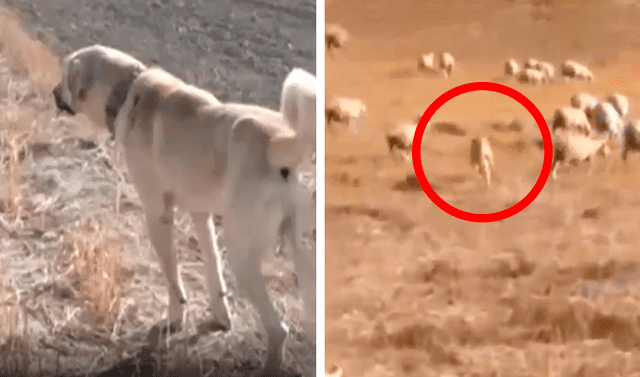 Facebook viral: lobo salvaje amenaza un rebaño, pero perro guardián lo  descubre y decide encararlo | Animales | Estados Unidos | USA | Redes  Sociales | Video | Tendencias | La República