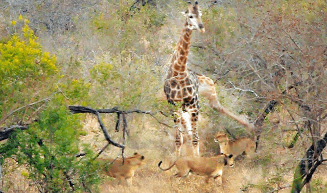 YouTube viral: despiadada leona ataca a jirafa, sin esperar que enorme  animal se protegería a patadas | Video | Viral | YT | Redes Sociales |  Estados Unidos | Tendencias | La República