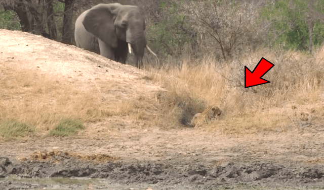 YouTube viral: enorme elefante encuentra a leopardo cazando un ciervo y se  mete a defenderlo | Video | Viral | Animales | África | Depredador | Mx |  Redes sociales | Tendencias | La República