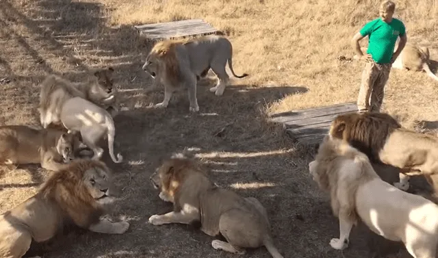 YouTube viral: inoportuno hombre ingresa a jaula de feroces leones para  alimentarlos y ocurre esto | Viral | YT | criatura | Redes Sociales | Rusia  | Depredador | Tendencias | La República
