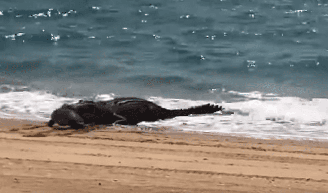 Facebook viral: Chico ingresa a misteriosa playa y se topa con enorme  cocodrilo en terrorífica escena | Viral | Video | Face | Australia |  Depredador | México | Mx | Tendencias | La República