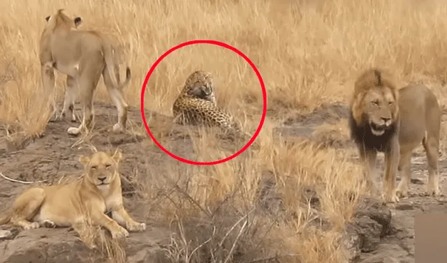 Facebook viral: leopardo es cercado por hambrientos leones que quieren  asesinarlo y pasa lo inesperado | Video | Viral | FB | Face | Redes  Sociales | México | Tendencias | La República