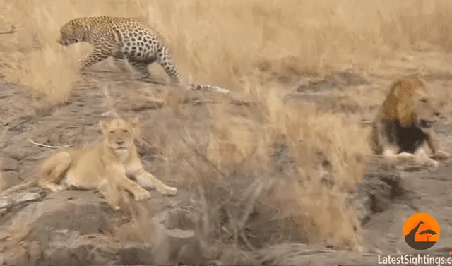 Facebook viral: leopardo es cercado por hambrientos leones que quieren  asesinarlo y pasa lo inesperado | Video | Viral | FB | Face | Redes  Sociales | México | Tendencias | La República