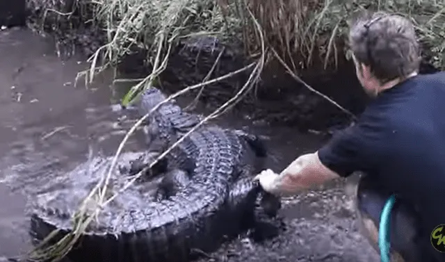 YouTube viral: Ingresa a peligroso recinto de cocodrilos para hacer  limpieza y reptil tiene temible reacción | Video | Viral | Yotube |  Chandler's Wild Life | México | Mx | EEUU | Tendencias | La República