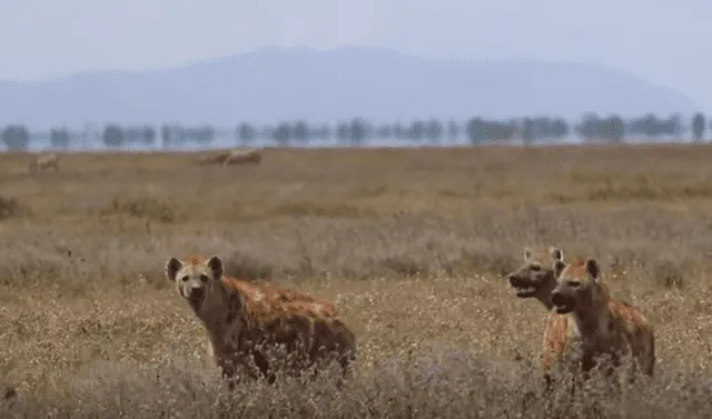 YouTube viral: Leones tienen brutal pelea por territorio y hambrientas  hienas aprovechan para robarles su comida | Video | Viral | Yotube | Maasai  Sightings | Redes Sociales | África | Tendencias | La República