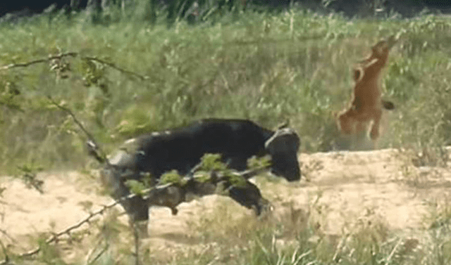 YouTube: búfalo enfrenta a leones a muerte para salvar a un lagarto, pero  el final es inesperado [VIDEO] | Mundo | La República