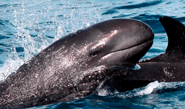 Criatura marina híbrida entre ballena y delfín