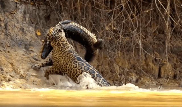 YouTube viral: Hambriento jaguar ataca sin piedad a cocodrilo y brutal  pelea tiene inesperado final | Video | Viral | Animales | Redes sociales |  México | Estados Unidos | Brasil | Tendencias | La República