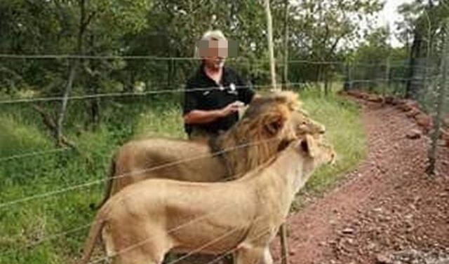 Maltrato animal: en Sudáfica, asesinan a leones que descuartizaron a Leon  van Biljon en Mahala View Lion Lodge | Mundo | La República