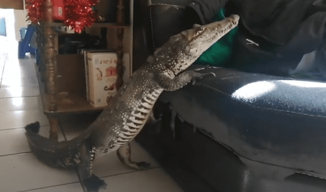YouTube viral: cocodrilo entra a la casa de una familia de México y tiene  peculiar conducta | Tendencias | La República
