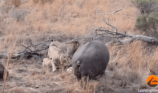 YouTube viral: Enorme hipopótamo se enfrenta a feroces leones por su  'presa' y todo acaba de forma inesperada | Video viral | Animales | Redes  sociales | México | Estados Unidos | Tendencias | La República
