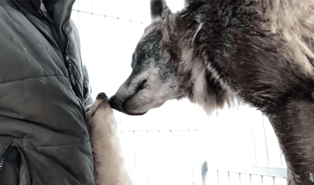 YouTube viral: lobo negro observa conoce a un perro bebé y su conducta  conmueve a todos | Video | Viral | YT | Lobo negro canadiense | Husky  siberiano | Animales | México | Rusia | Tendencias | La República