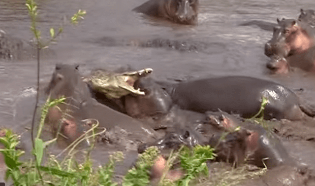 YouTube viral: 30 hipopótamos atacan a cocodrilo que minutos antes los  quiso devorar | video | viral | reptil | animales | salvaje | redes  sociales | yt | Tendencias | La República