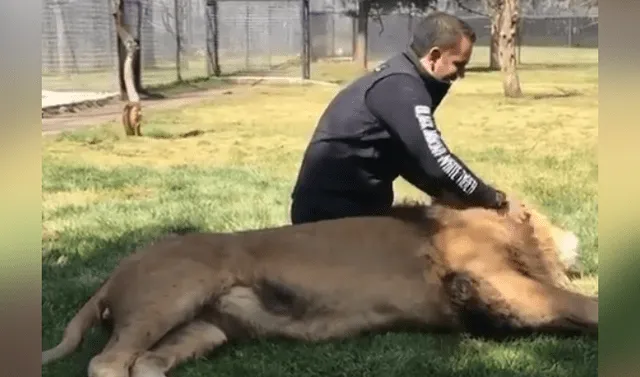 Facebook viral: cuidador de felinos ingresa a recinto de león para  acariciarlo y sucede lo impensado | Viral | Video | Depredador | México |  Black Jaguar White Tiger | Mx | Eduardo Serio | Tendencias | La República