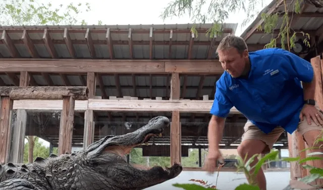YouTube viral: Hombre mete su mano en mandíbula de enorme cocodrilo y  reptil reacciona inmediatamente | Viral | Video | Gatorland | Estados  Unidos | EEUU | Tendencias | La República