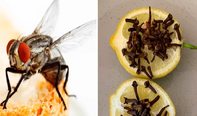 Facebook viral: Crean innovadora receta casera para evitar la presencia de  moscas en el hogar | Tendencias | La República