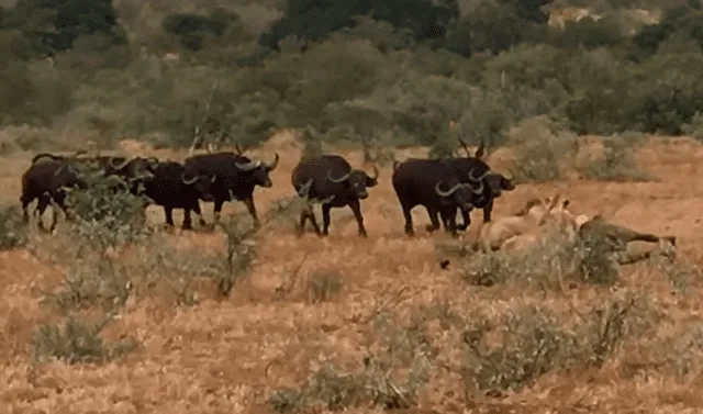 YouTube viral: hambrientos leones muerden a búfalo, sin imaginar que  furiosa manada llegaría a su rescate | Video | Viral | YT | Animales |  Redes Sociales | México . | Tendencias | La República