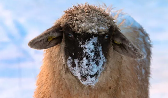 Otro ejemplo puede ser: 'el hocico de esa oveja estaba cubierto de nieve'. Foto: AFP