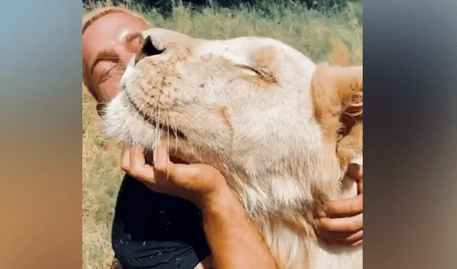 Facebook viral: Cuidador de felinos se reencuentra con leones que cuidó de  bebé y tierna escena causa furor | Face | Fb | Video viral | Redes Sociales  | Dean Schneider | Tendencias | La República