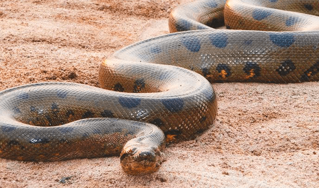 YouTube viral: final de la brutal pelea entre anaconda y cocodrilo deja en  shock a usuarios | Face | FB | Video | VIRAL | Serpientes | Animales |  Reptiles | Amazonas | Brasil | Misteriosa criatura | Tendencias | La  República