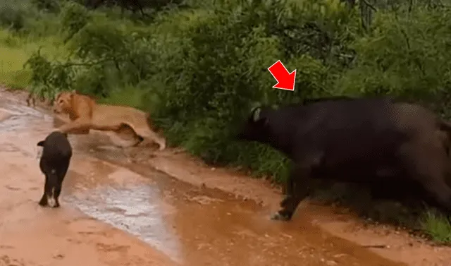 YouTube viral: hambriento león quiso devorar a búfalo bebé, pero su madre  llega para rescatarlo | Video | Viral | YT | Redes sociales | México |  Estados Unidos | Animales | Tendencias | La República