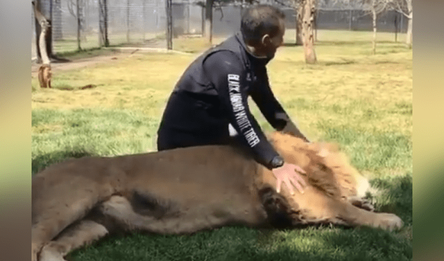 Facebook viral: cuidador de felinos ingresa a recinto de león para  acariciarlo y sucede lo impensado | Viral | Video | Depredador | México |  Black Jaguar White Tiger | Mx | Eduardo Serio | Tendencias | La República