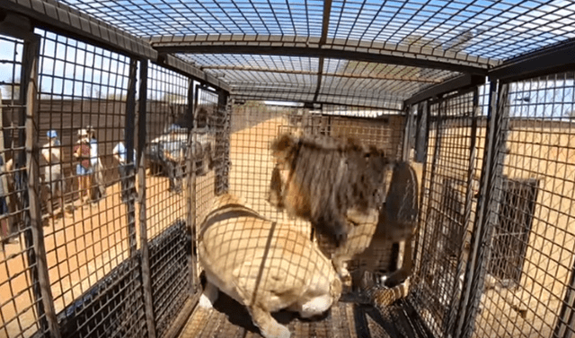 YouTube viral: joven ingresa a santuario de leones para sacarse 'selfie' y  lo reciben de forma efusiva | Viral | Video | México | Mx | Kevin  Richardson | Safari | Animales | Tendencias | La República